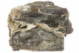 Permian Amphibian (Cacops) Jaw Section - Oklahoma #79503-1